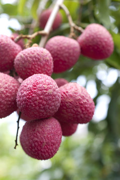 レイシ（ライチ）の実