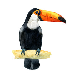 Toucan bird, isolated on white background, watercolor illustration