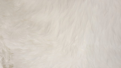 Fototapeta na wymiar White Natural fluffy flat sheep pet skin texture backgrounds, material for carpet home decoration, leather textile industry manufacturing business