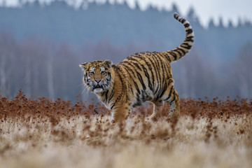 Fototapeta premium tiger, siberian tiger(Panthera tigris altaica)
