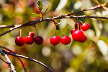 Ripe cherries on a tree branch