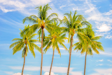 Obraz premium Group of palm trees, blue sky background, tropical travel concept
