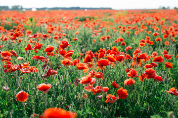 Obraz premium Blossoms of poppies in the fields in the South of Russia