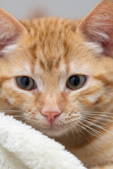Fototapeta premium Close up of a cute red kitten