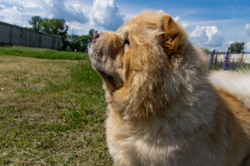 Dog chow-chow close-up, side profile.