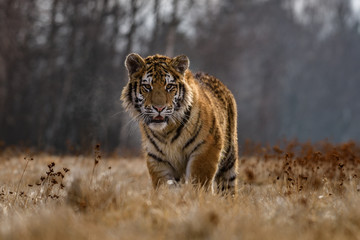 Naklejka na ściany i meble tiger, siberian tiger(Panthera tigris altaica)