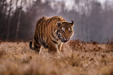 Naklejka na ściany i meble tiger, siberian tiger(Panthera tigris altaica)