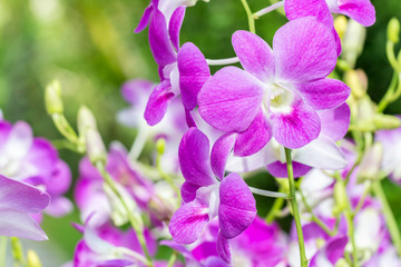 Fototapeta premium Beautiful purple orchid, Dendrobium.
