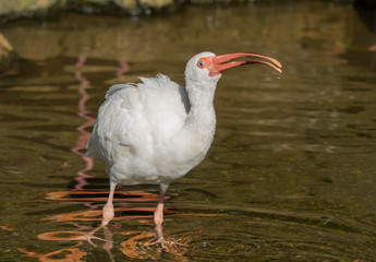 Fototapeta premium White ibis drinking water