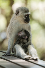 Monkey
