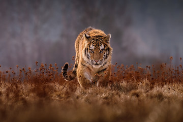 Plakat tiger, siberian tiger(Panthera tigris altaica)