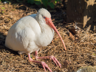 White ibis