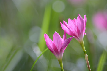 Rain Lily flower blossom
