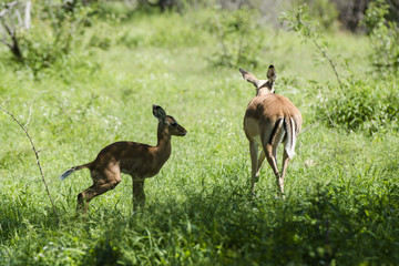 Antelope