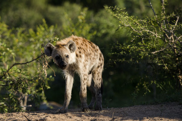 Hyena