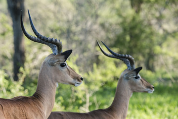 Antelope 