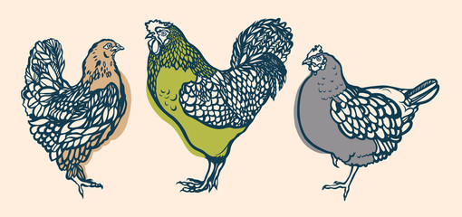 Rooster and chicken. Poultry. Farming. Livestock raising. Hand drawn. Vector illustration.