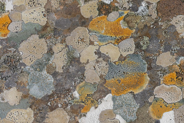 Lichen on Gravestone