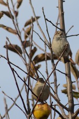 Lovely sparrows are standing on the branch of apple tree