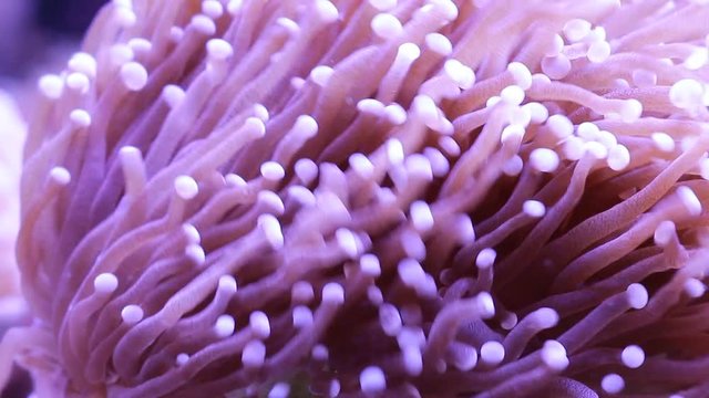 Euphyllia LPS Coral