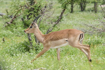 Antelope