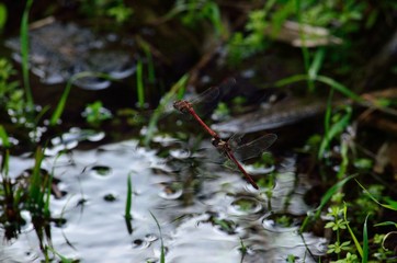 Coupling of red dragonflies, in flight and near water