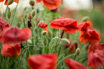 Poppy buds after a rain in drops of dew