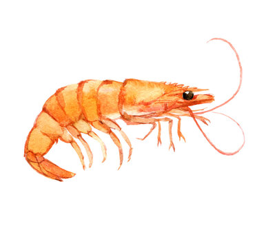 Shrimp isolated on white background, watercolor illustration