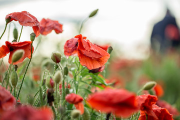 Poppy buds after a rain in drops of dew