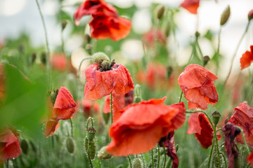Fototapeta premium Poppy buds after a rain in drops of dew