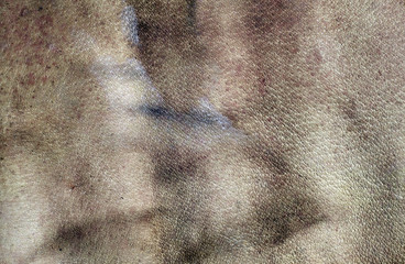 Weathered gray color leasther surface.