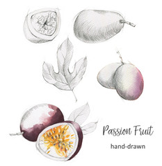 Hand-drawn watercolor and pencil illustration set of passion fruits isolated on the white background