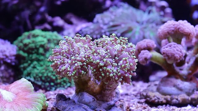 Euphyllia LPS Coral