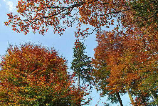 Herbst-Baumkronnen
