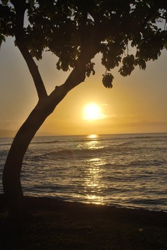 Sonnenuntergang in Maui mit Baum