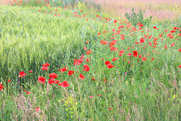 Summer field with red poppy flowers