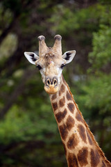 The South African giraffe or Cape giraffe (Giraffa giraffa giraffa), portrait male with battered horns