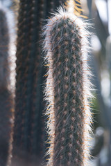 cactus Cactaceae