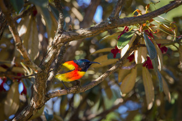 Beautiful Green-tailed sunbird at Doi Inthanon national park, Thailand