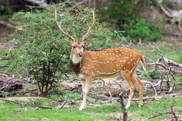 Naklejka na ściany i meble The chital or cheetal (Axis axis), also known as spotted deer or axis deer, big male