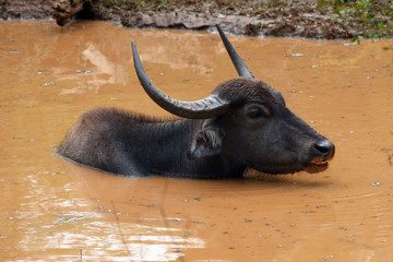 The wild water buffalo, Bubalus arnee, also called Asian buffalo, Asiatic buffalo and arni or arnee (Bubalus bubalis) lying in muddy water
