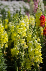 Beautiful flowers in the garden at Doi Inthanon, Thailand