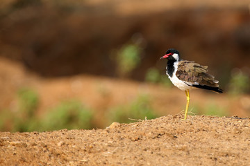 The red-wattled lapwing (Vanellus indicus) standing on riverbank