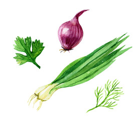 Set of onion and herbs, green onion, parsley, dill, isolated on white background, watercolor illustration