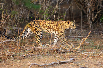 The Sri Lankan leopard (Panthera pardus kotiya) going in dense bush