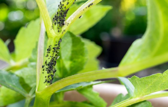 A garden plant infested with aphid insects