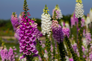 Beautiful Foxglove flowers in the garden at Doi Inthanon, Thailand