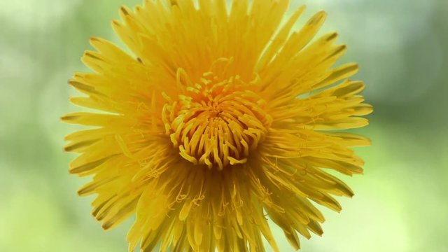 Dandelion blossoms in time lapse. Dandelion blooms on a clearing on a sunny day. Strong twinkling of sunlight on the background. Full HD 1080 video footage. Timelapse 