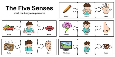 five senses - touch, taste, hearing, sight, smell.  - worksheet for education