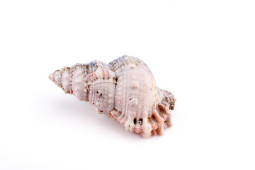 Sea shell isolated on a white background